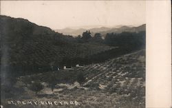 Saint Remy Vineyard Postcard