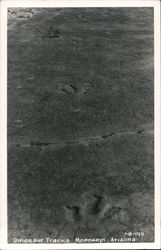 Dinosaur Tracks Postcard