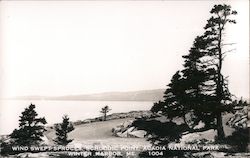 Wind Swept Spruces, Schoddic Point, Acadia National Park Postcard