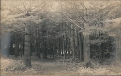 Deer Park Woods Woodstock, NH Postcard Postcard Postcard
