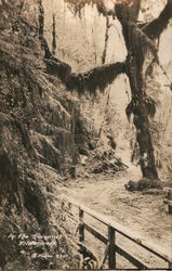 In the Quinault Wilderness Postcard