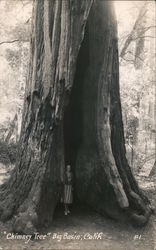 Chimney Tree Big Basin, CA Postcard Postcard Postcard