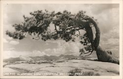 Lone Pine on Sentinel Dome - Yosemite National Park Postcard