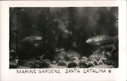 Marine Gardens Santa Catalina Island, CA Postcard Postcard Postcard