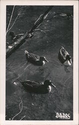 Four Ducks Swimming Postcard