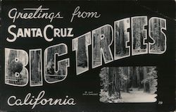 Greetings from Santa Cruz, California - BIG TREES Postcard