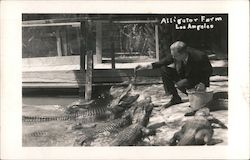 Feeding Time at Alligator Farm Postcard