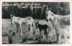 A Group of Three Donkeys Postcard Postcard Postcard