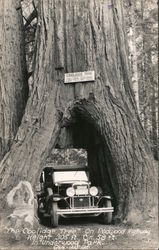 The Coolidge Tree Postcard