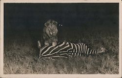 A Lion Standing Over a Dead Zebra Postcard