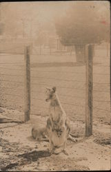 Kangaroo Enclosure - Tasmania Postcard