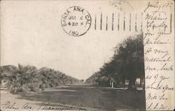 Palm Avenue Postcard