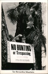 San Bernardino Mountains Not Hunting or Trespassing Postcard