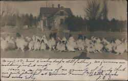 A Large Group of Chickens in Front of a House Postcard