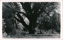 Tuolumne Big Oak Postcard