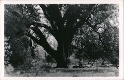 Tuolumne Big Oak California Postcard Postcard Postcard