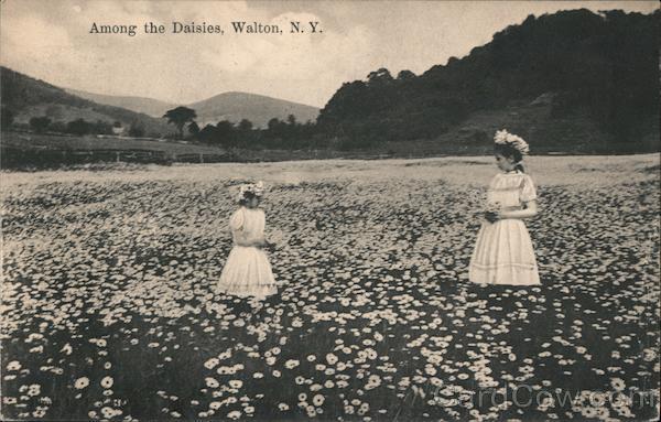 Among the Daisies Walton New York