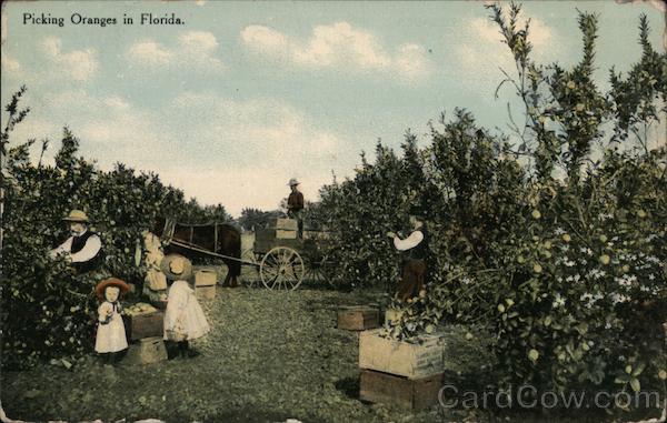 Picking Oranges in Florida
