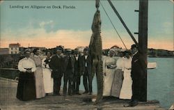 Landing an Alligator on Dock Postcard