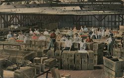 Interior of Citrus Exchange, Packing House Postcard