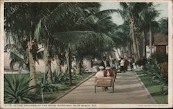 In the Grounds of the Royal Poinciana Palm Beach, FL Postcard Postcard Postcard
