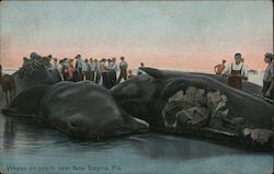 Whales on beach, near New Smyrna, Fla. Postcard