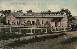 Largest Sponge Packing House, National Sponge & Chamois Co. Postcard
