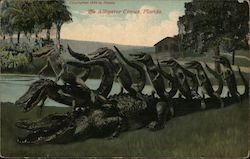 The Alligator Circus Postcard