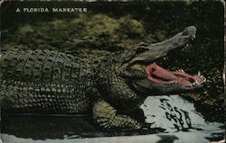 A Florida Maneater - Osky's Alligator Store Postcard