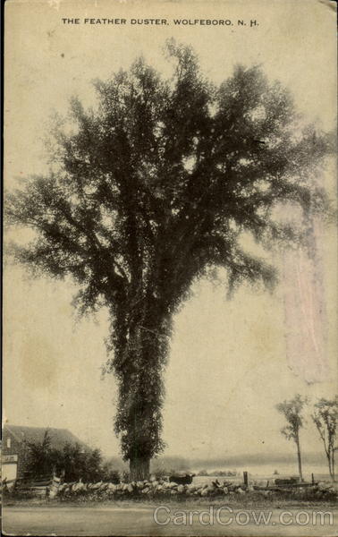 The Feather Duster Wolfeboro New Hampshire