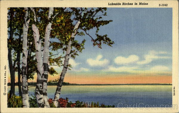 Lakeside Birches In Maine Scenic