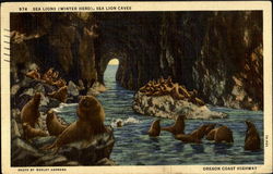 Sea Lions Postcard