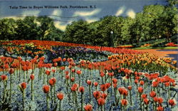 Tulip Time In Roger Williams Park Postcard
