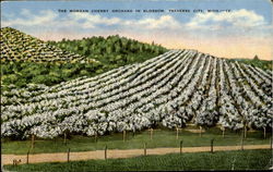 The Morgan Cherry Orchard In Blossom Traverse City, MI Postcard Postcard