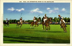Polo, An Interesting sport in the Southland Postcard 