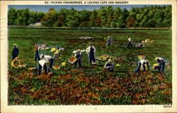 Picking Cranberries Cape Cod, MA Postcard Postcard