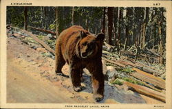 A Hitch Hiker, Rangeley Lake Maine Postcard