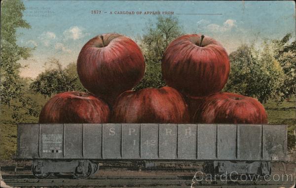 1877 - A CARLOAD OF APPLES FROM Exaggeration