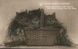 ECONOMY MINUS COMFORT - Three Kittens in Basket Postcard