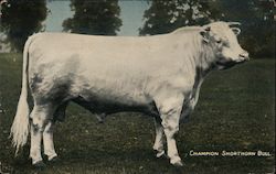 Champiaon Shorthorn Bull Postcard