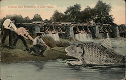 Three men pulling a fish to shore Postcard