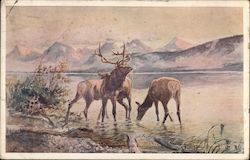 Elk in a Lake, Russell Art F. H. Cronkhite Postcard