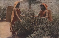 The tea bush and pluckers at work, Ceylon Postcard