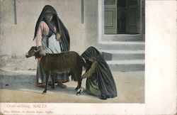 Goat-milking, MALTA Postcard Postcard Postcard