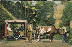 Madeira. Bullock car. Postcard