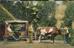 Madeira. Bullock car. Portugal Postcard Postcard Postcard