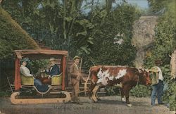 Madeira, Carro de bois Postcard
