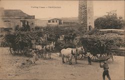 Carting Canes - Barbados Postcard