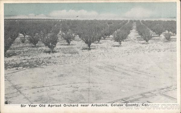Six Year Old Apricot Orchard in Colusa County Arbuckle California