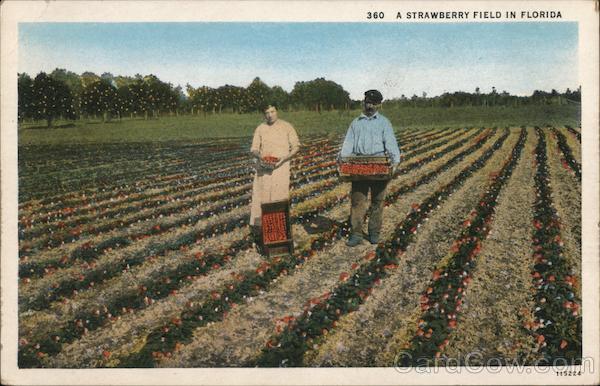 A Strawberry Field in Florida